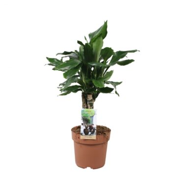 Dracaena Steudneri carroussel