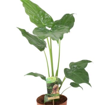 Alocasia Cucullata