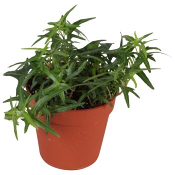 Hedera helix Sagittaefolia