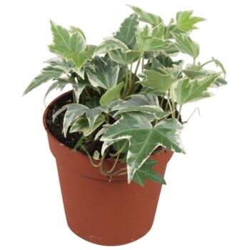 Hedera helix White Ripple