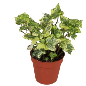 Hedera helix Golden Kolibri