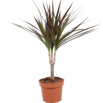 Dracaena Magenta enkele stam