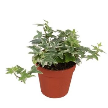 Hedera helix Mona Lisa