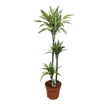 Dracaena Lemon Lime 90-60-30