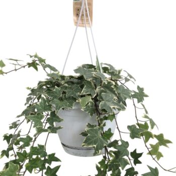 Hedera helix witbont - hangpot wit / basic