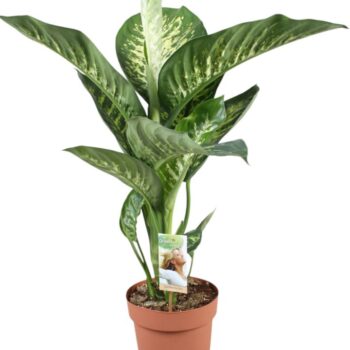 Dieffenbachia Tropic Snow
