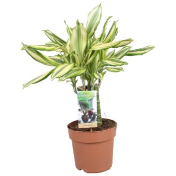 Dracaena Diamonddream carroussel
