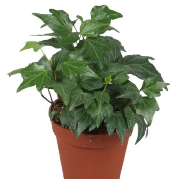 Hedera helix Green Ripple