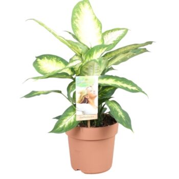 Dieffenbachia Camilla
