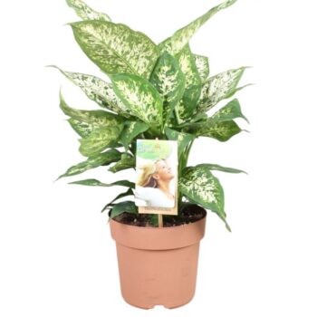 Dieffenbachia Compacta