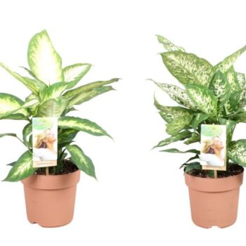 Dieffenbachia gemengd in tray - 2 soorten