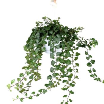 Hedera helix Wonder - hang/XXL