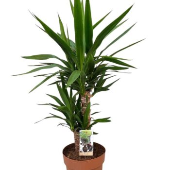 Yucca 45-20 2+ kop (p21)