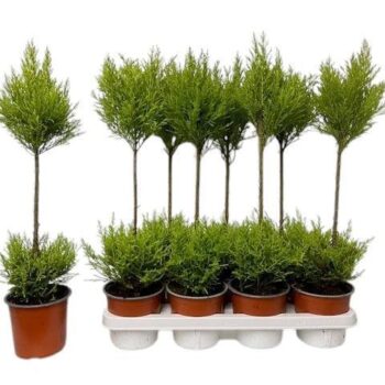 Cupressus Goldcrest Wilma - duobol