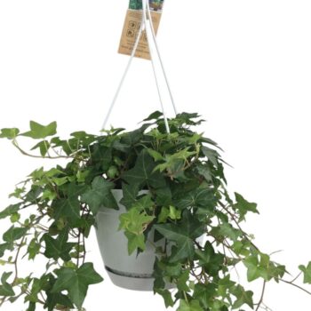 Hedera helix groen - hangpot wit / basic