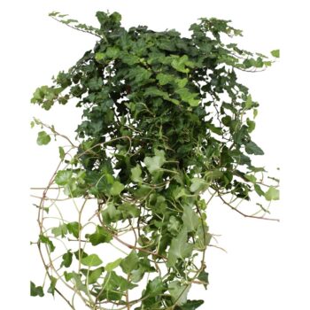 Hedera Wonder lange plant - lengte 90 cm.