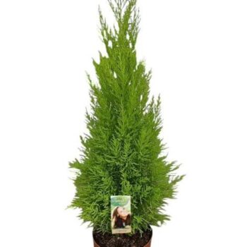 Cupressus Goldcrest Wilma - hoogte 80-90