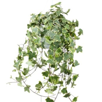 Hedera helix Gold Child - hang/XXL
