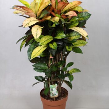 Codiaeum Mrs Iceton