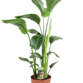 Strelitzia Nicolai - hoogte 85-90