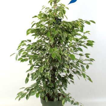Ficus benjamina Golden King