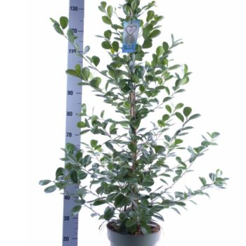 Ficus Microcarpa Moclame