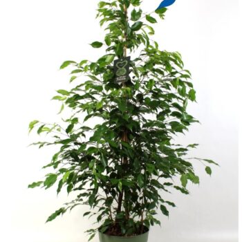 Ficus benjamina Exotica