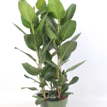 Ficus Audrey