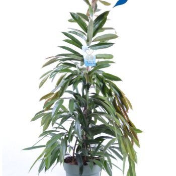Ficus binnendijckii Amstel King
