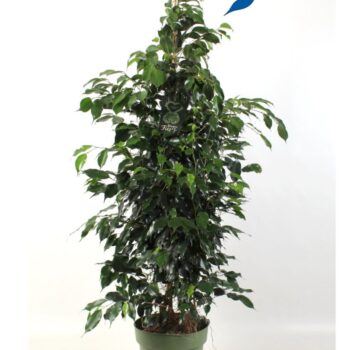 Ficus benjamina Danielle