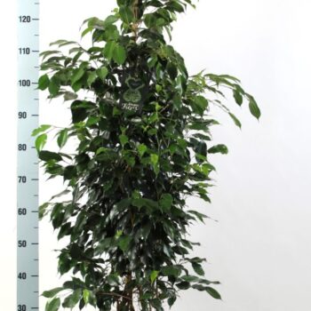 Ficus benjamina Midnight Lady