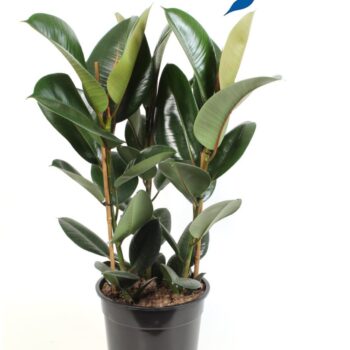 Ficus elastica Robusta