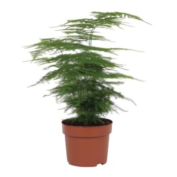Asparagus Plumosus 12cm