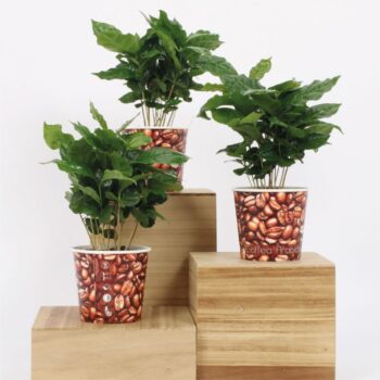 Coffea Arabica 12cm - Beker Koffiebonen