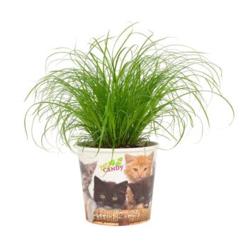 Cyperus Zumula Kattengras 12cm - Beker Pet Candy Kat