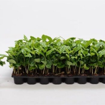 Coffea Arabica 6.5cm