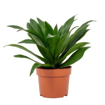 Dracaena Compacta 12cm