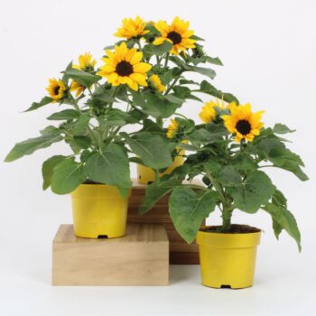 Helianthus Funshine Multiflower 15cm