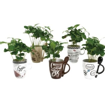 Coffea Arabica 6.5cm - Koffiekopje