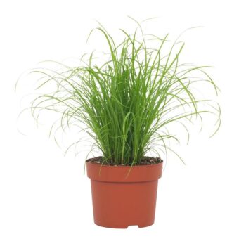 Cyperus Zumula Kattengras 12cm - Bedrukte Kweekpot