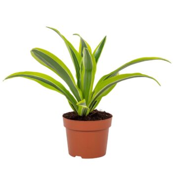 Dracaena Lemon Lime 12cm