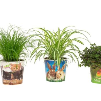 Dieren mix 12cm - Beker Pet Candy