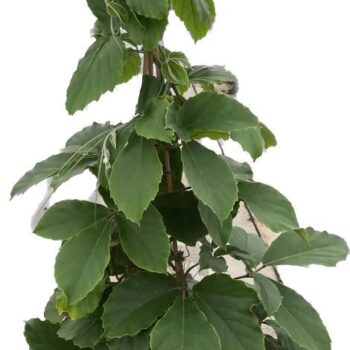 Tetrastigma Voinierianum