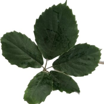 Tetrastigma Voinierianum