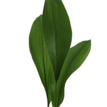 Aspidistra Elatior