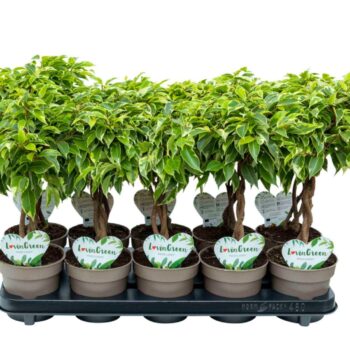 Ficus Bushy King