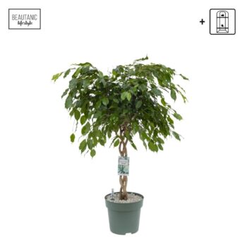 Ficus Adora