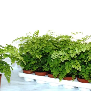 Adiantum Raddianum Fragrans