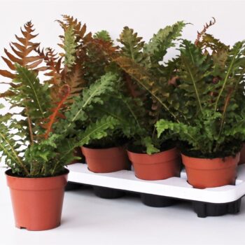 Blechnum Brasiliense Volcano