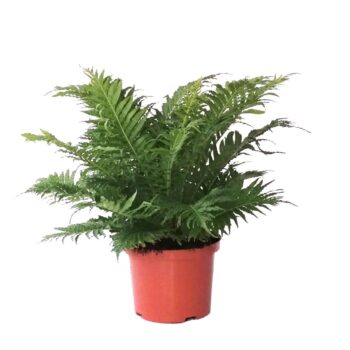 Blechnum Gibbum Silver Lady